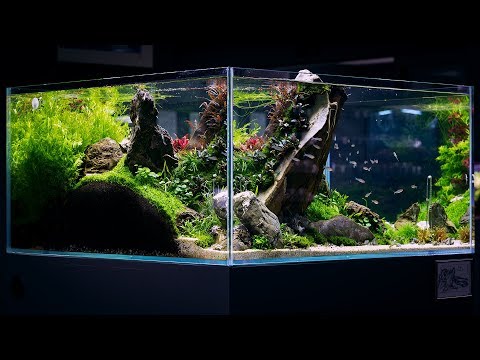 Видео: Домашна рибна емулсия: Как да използвате рибна емулсия в градината