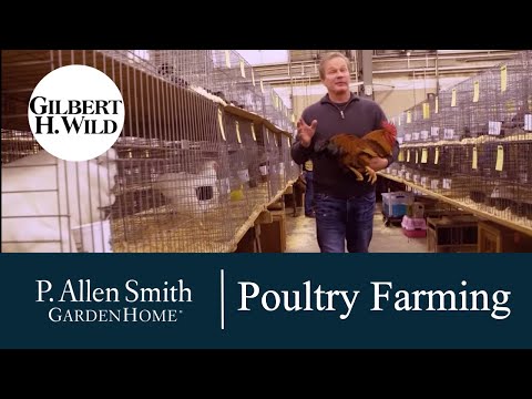 Show Poultry Farming Techniques | Garden Home (1612)