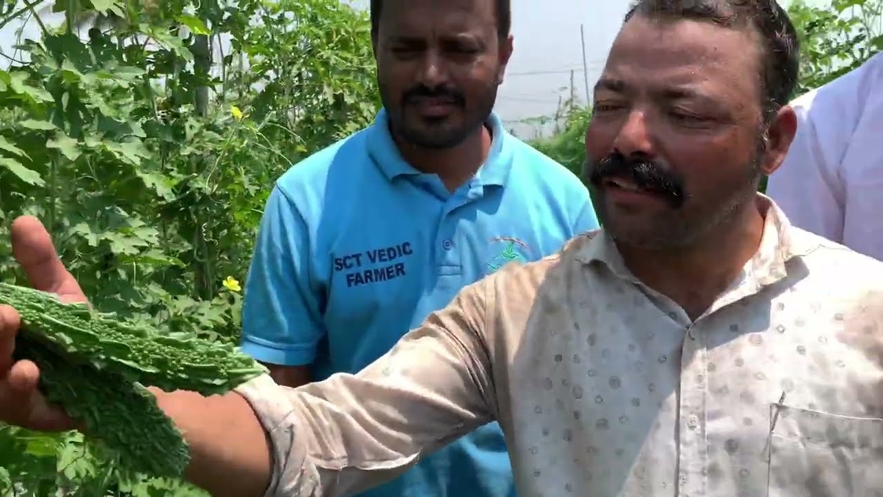 SCTवैदिक कारले🤵‍♂व्यापाऱ्याला वाट🫡बघायला लावणारी करकरीत कारली, १५ दिवसात🫢१५ तोडे‼️