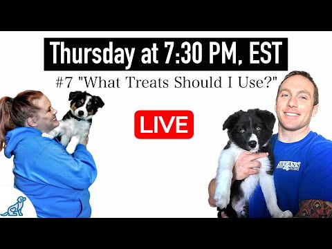 Top 10 New Dog Owner Questions (Answered Honestly, Not Politely)