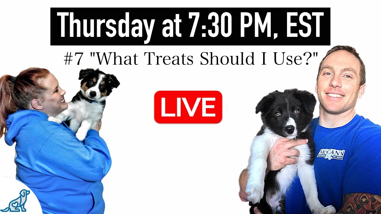 Top 10 New Dog Owner Questions (Answered Honestly, Not Politely)