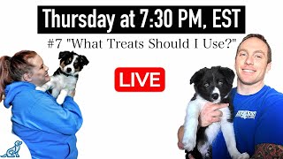 Top 10 New Dog Owner Questions (Answered Honestly, Not Politely)