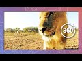 Lion in 360 4K - Close-up (Wildlife and Nature 2018)