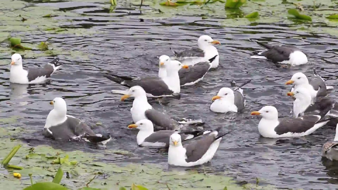 Kleine mantelmeeuw - Larus fuscus - Lesser Black-backed Gull