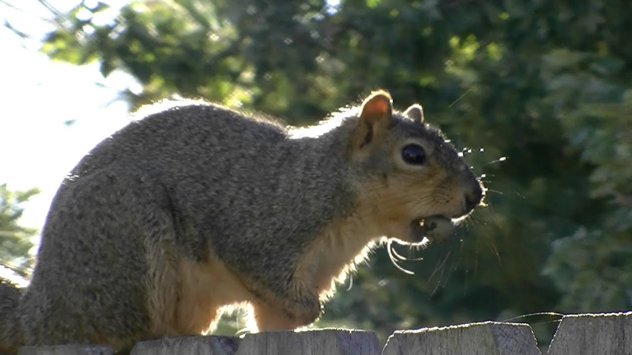 The tree jumping Squirrel - YouTube
