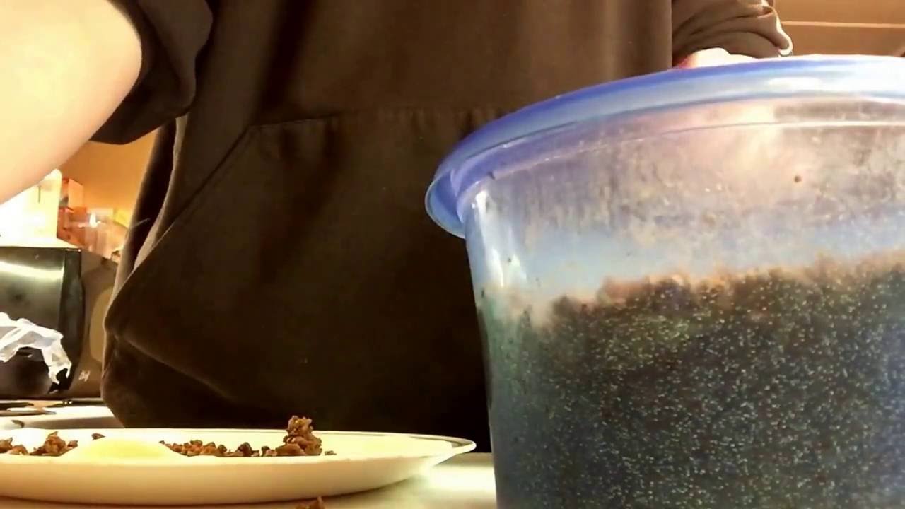 Vlog 5 making a ghost pepper burrito YouTube