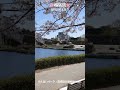 桜とアジアゾウのコラボです!今だけ!! #shorts #桜 #アジアゾウ #Sakura #AsianElephant #CherryBlossoms #のんほいパーク #豊橋総合動植物公園