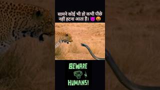 😈🤬fight leopard #shortsviral #shorts #viral #jungle #junglefight #trending #trendingshorts #fighting
