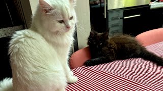 Why Is This 9-Week-Old Kitten Trying to Bury His Food? 😹🐾 Meet Little Meshki