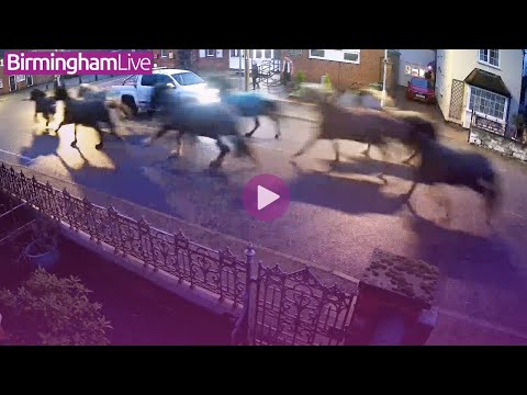 Moment herd of runaway horses gallop through sleepy Midlands village - YouTube