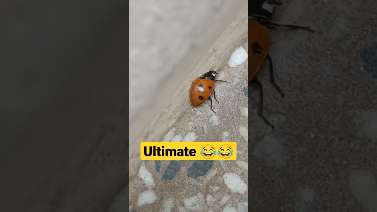 Amazing Song💃 For An Amazing Beetle🐞 