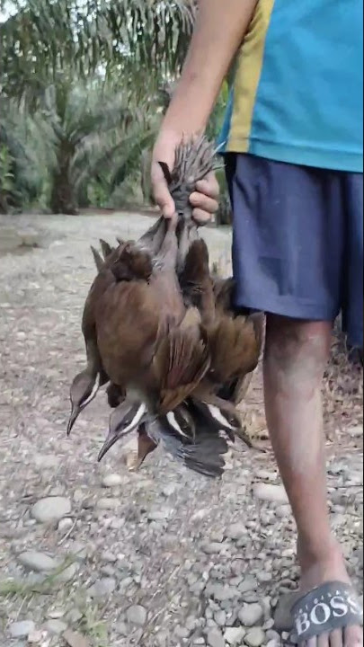 Mancing burung dapat banyak..‼️#ruakruak #sintar #shorts