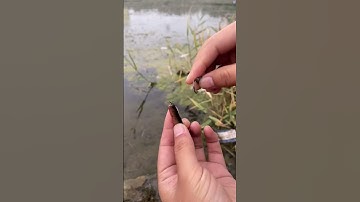 Cách MÓC LƯỠI MỒI MỀM câu cá CHẼM - Lure soft bait #fishing #shorts #9