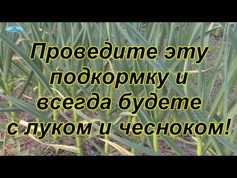 Самая важная подкормка для чеснока и лука.