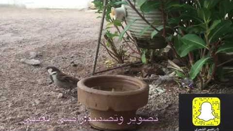 تلاوة من سورة الرحمن للقارئ : بدر العيد ليلة ٢٦ رمضان ١٤٣٨
