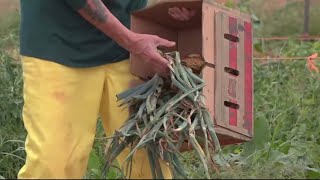 Beyond the prison wall, a garden and gift in Maryland