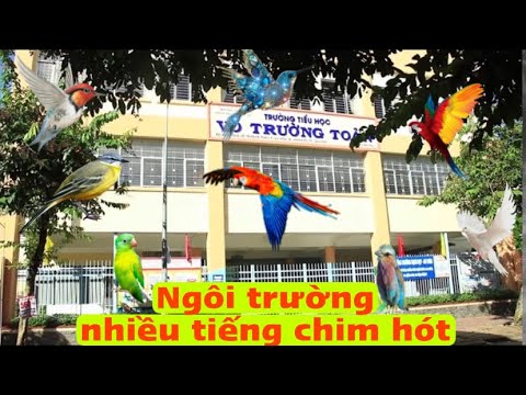 Trường tiểu học Võ Trường Toản - TP Cần Thơ - youtube