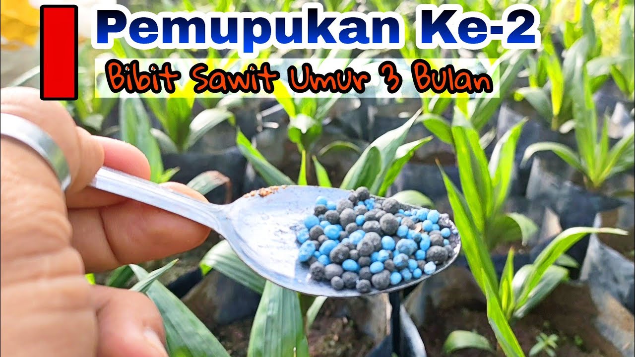 Pemupukan Ke-2 Pada Bibit Sawit Umur 3 Bulan || Dosis & Jenis Pupuk Yang Tepat