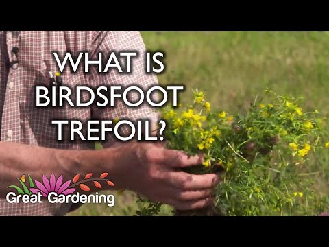 Βίντεο: Τι είναι το Birdsfoot Trefoil - Μάθετε για το φυτό Birdsfoot Trefoil Πληροφορίες για το φυτό