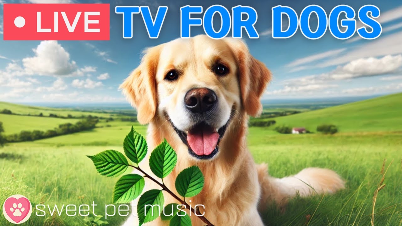 🔴24 Hours of Dog TV🎵🐶Calming Music for Dogs to Sleep🐾🩷Soothing Music for Anxious and Stressed Dogs