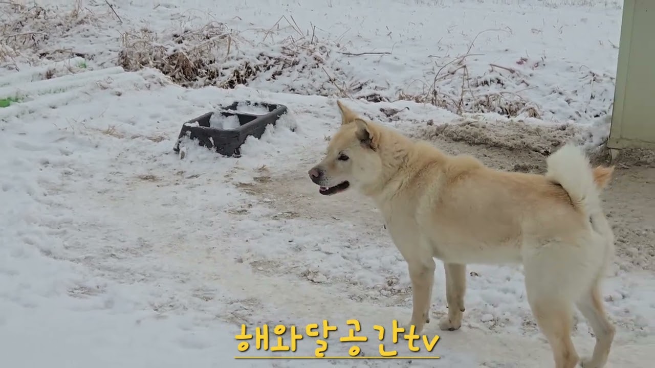 뽀드득 뽀드득 흰눈이 내린 시골풍경🍀🐰🌹🌵🩵🐦✨️☀️❤️