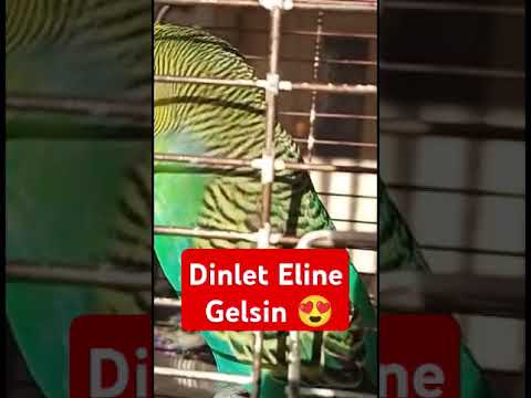 Dinlet Gelsin #muhabbetkuşufıstık #muhabbetkuslari #muhabbetkuşu #cuddlychickadee #parrot #budgies
