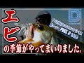 【青木大介 D Channel #039】エビの季節がやってきた!? inカスミ水系
