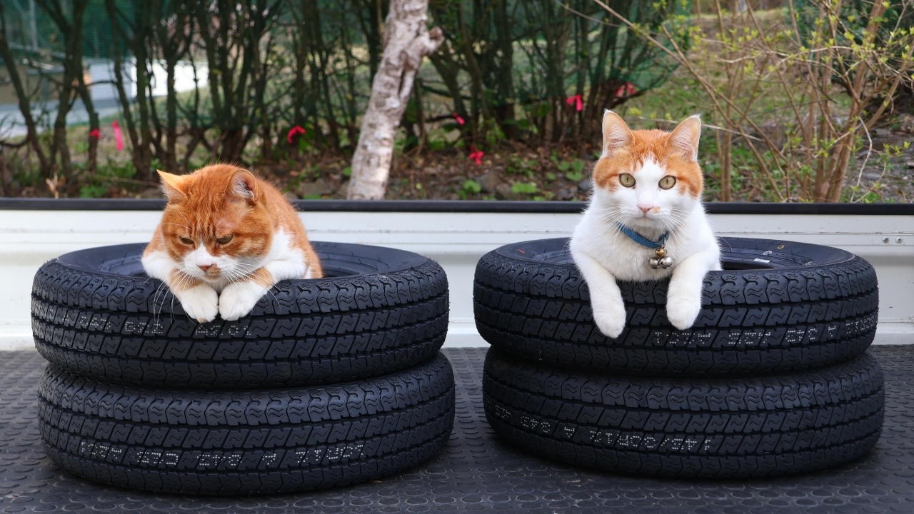 のせ猫 x 6つのみかん Cat and orange 2014#7 - YouTube