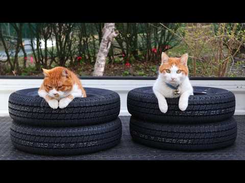 猫とタイヤ YouTube
