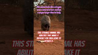 This strange animal has abilities that make it difficult for even lions to attack it #pangolin