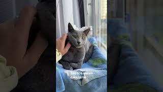 #видеоминск #русскаяголубаякошка #cat #russianblue