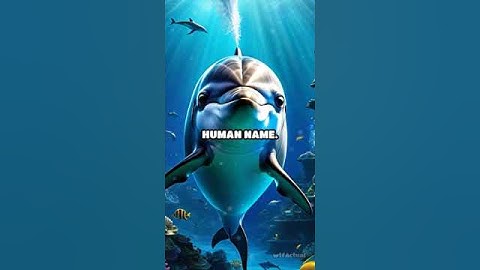 The Secret Language of Dolphins Revealed!