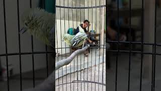jangan dikira burung 1 ini jinak, burung ini giras semi guys #burung #kicaumania #qinarabanyuwangi