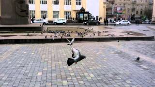 Baku pigeon ❤