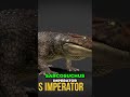 Ancient Beasts: Super Croc vs. Giant Bear Showdown! #shorts