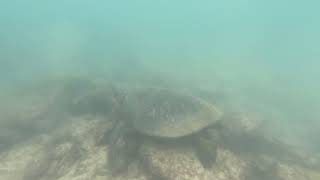 Play video: Galapagos 2022 Sea turtle 2