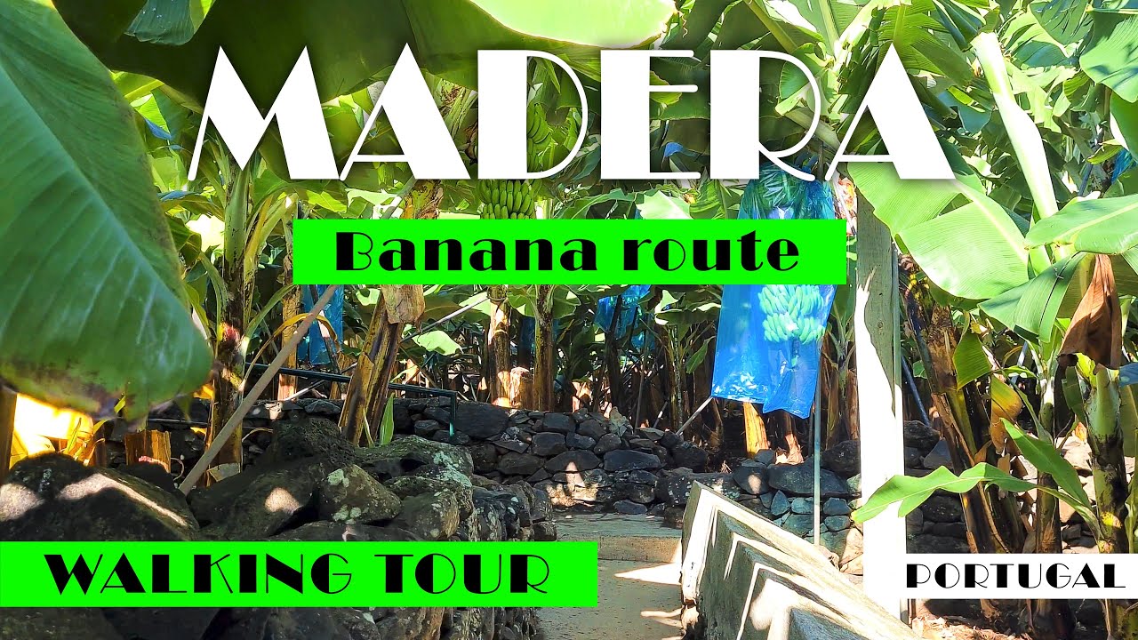 ПРОГУЛКА ПО БАНАНОВОЙ ПЛАНТАЦИИ/МАДЕЙРА