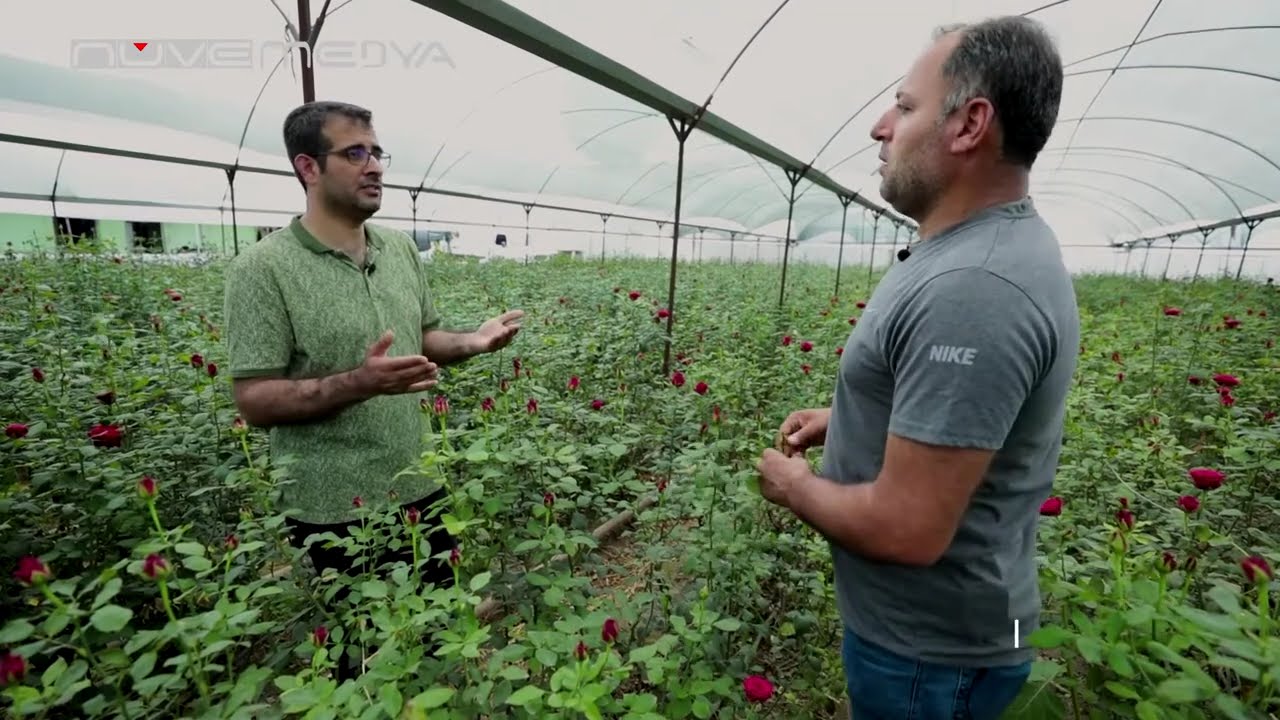 VAREDENLER - GÜL SERASI (ADANA)
