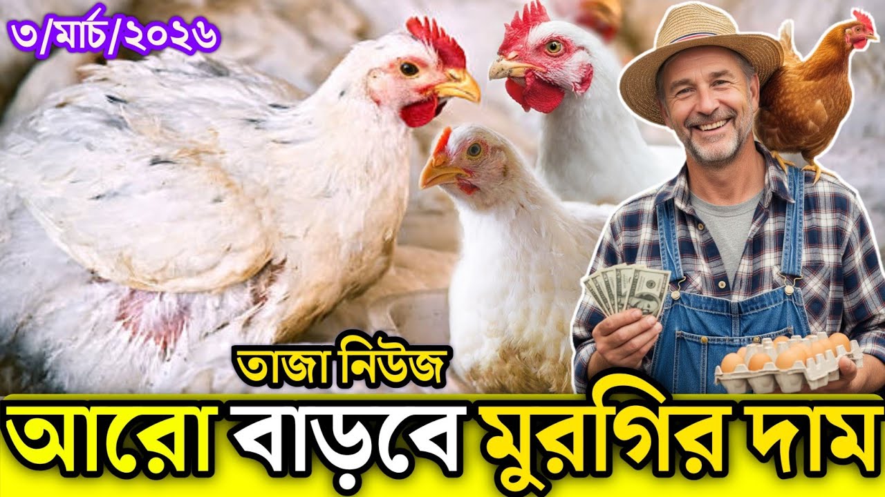 3, March 2026 || আজকের ব্রয়লার ও সোনালী মুরগির পাইকারি দাম জানুন || আজকের মুরগির বাজার দর জেনে নিন