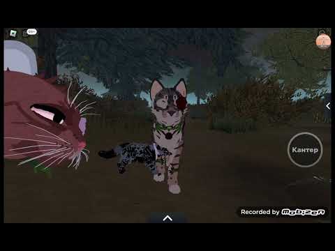 Видео: типы игроков в котах воителях