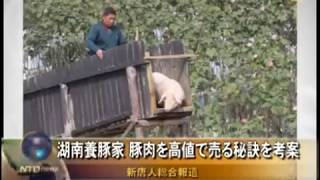 湖南養豚家 豚肉を高値で売る秘訣を考案