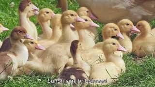 Süss fel, Nap! – Esperanto-subtekstoj