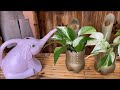 How to Grow and Care Marble Queen Pothos from Cuttings Into Decorative Plastic Bottles + Potting Mix