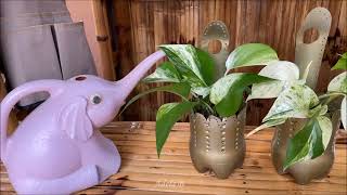How to Grow and Care Marble Queen Pothos from Cuttings Into Decorative Plastic Bottles + Potting Mix