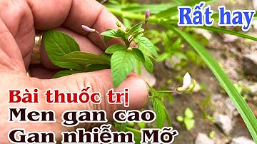 Bài thuốc trị Men gan cao, Gan nhiễm Mỡ. PHAN HẢI Channel