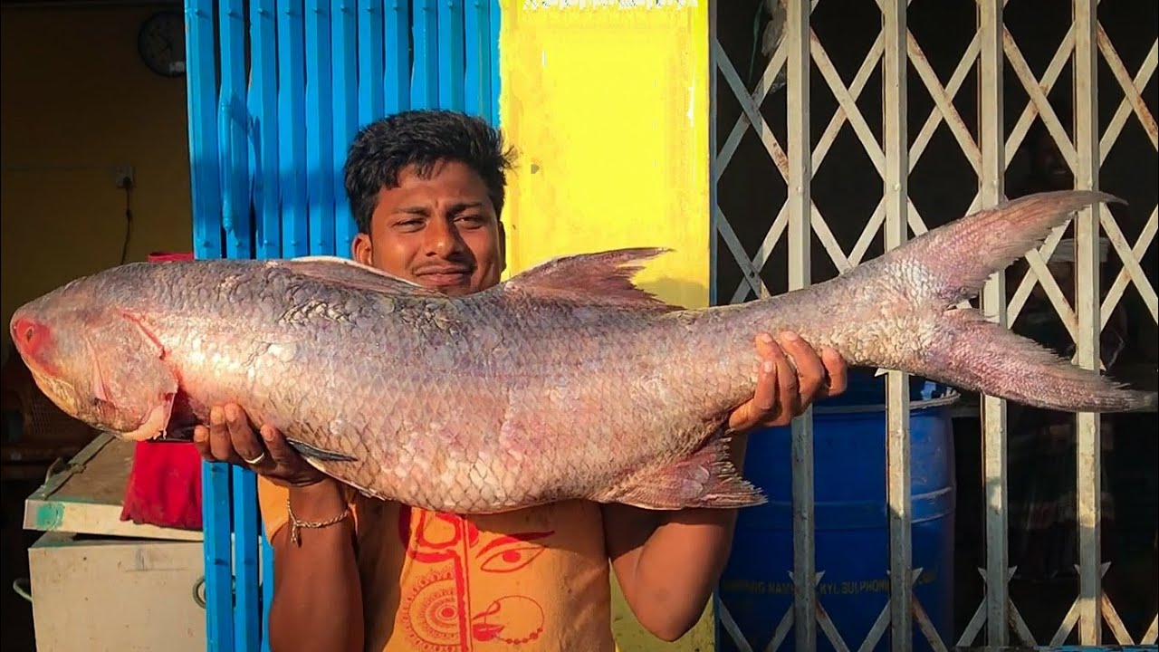  A fisherman holds up a large salmon that he has caught.