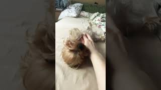 The sweetest Yorkie The sweetest Yorkie