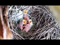 Common myna birds Feed the baby on a palm tree. Ep3 [ Review Bird Nest ]