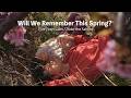 From Baby to Boy in 5 Years | A Family Moment Under the Cherry Blossoms|72 MicroSeasons in Japan #02