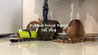 Cats Daily Routine | Eat And Relax | Cat Vlog #shorts